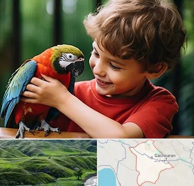 پانسیون پرندگان در گچساران