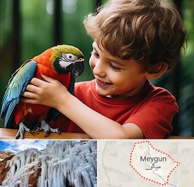 پانسیون پرندگان در میگون