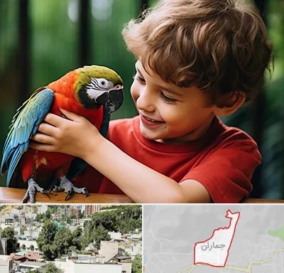 پانسیون پرندگان در جماران
