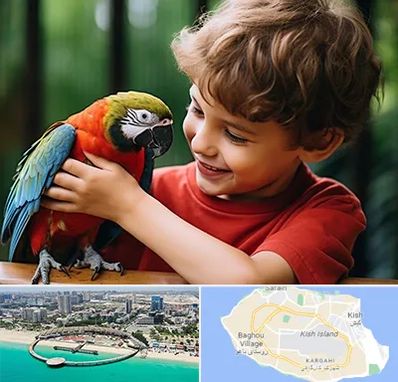 پانسیون پرندگان در کیش