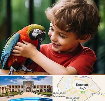 پانسیون پرندگان در کرمان