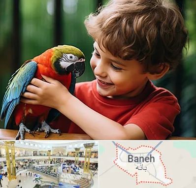 پانسیون پرندگان در بانه