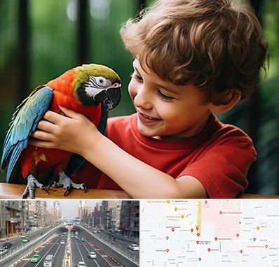 پانسیون پرندگان در توحید 