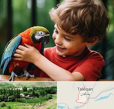 پانسیون پرندگان در طالقان