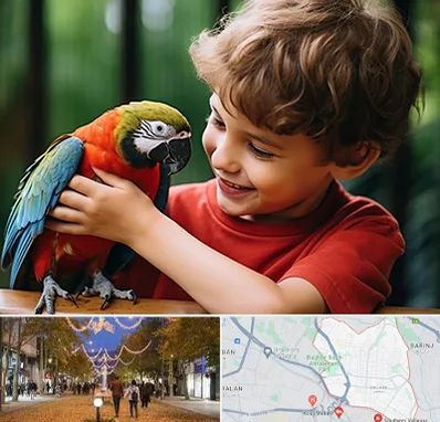 پانسیون پرندگان در ولیعصر ارومیه