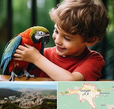 پانسیون پرندگان در گرگان