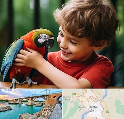 پانسیون پرندگان در دزفول