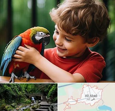 پانسیون پرندگان در علی آباد کتول