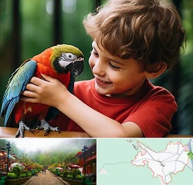 پانسیون پرندگان در فومن