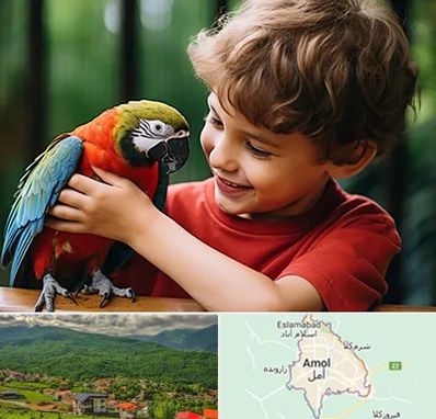 پانسیون پرندگان در آمل