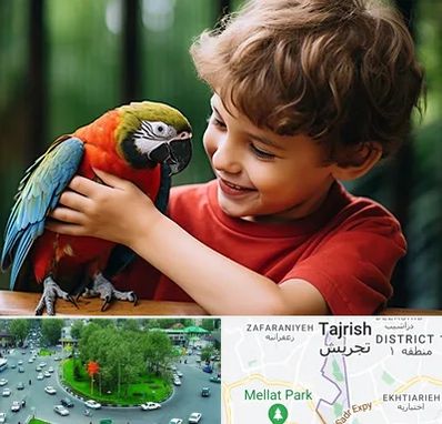 پانسیون پرندگان در تجریش 