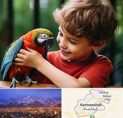 پانسیون پرندگان در کرمانشاه