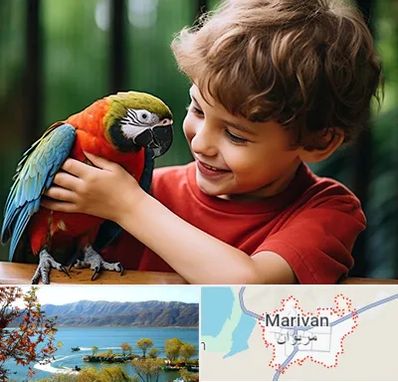 پانسیون پرندگان در مریوان
