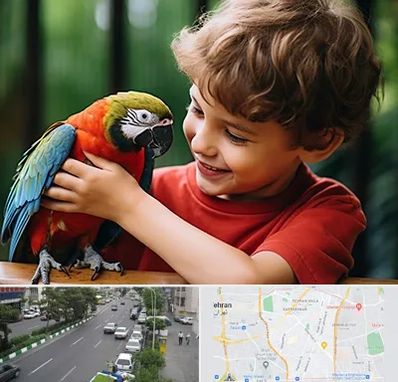 پانسیون پرندگان در ستارخان 