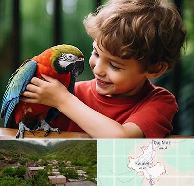پانسیون پرندگان در کلاله