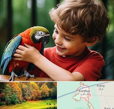 پانسیون پرندگان در کردکوی