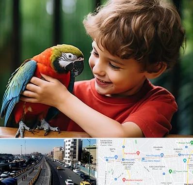 پانسیون پرندگان در پیروزی 