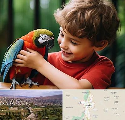 پانسیون پرندگان در بوکان