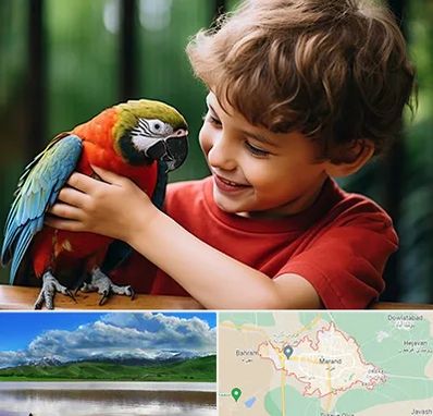 پانسیون پرندگان در مرند