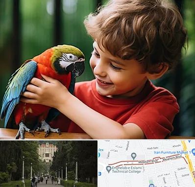 پانسیون پرندگان در بلوار معلم رشت 