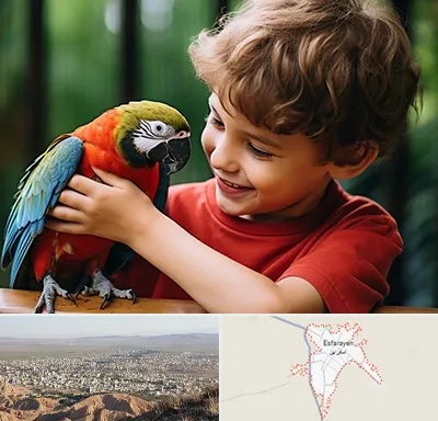 پانسیون پرندگان در اسفراین