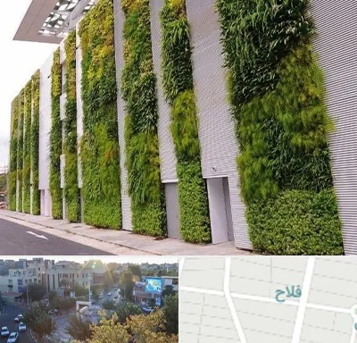 دیوار سبز در فلاح