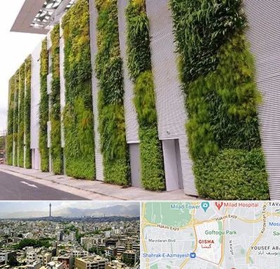 دیوار سبز در گیشا 