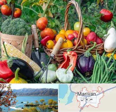 فروشگاه لوازم کشاورزی در مریوان