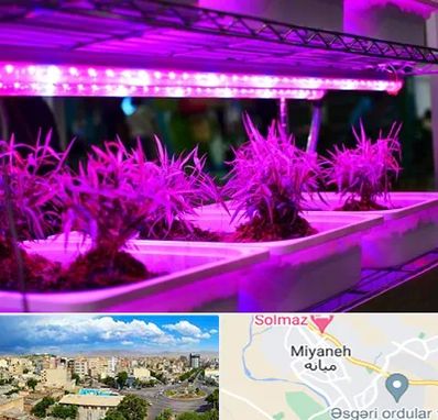 فروش لامپ رشد گیاه در میانه