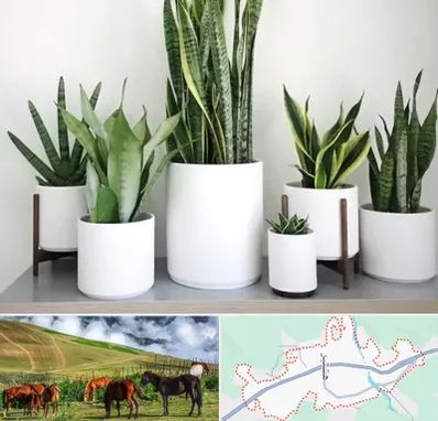 فروش گلدان در تالش