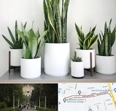 فروش گلدان در بلوار معلم رشت 