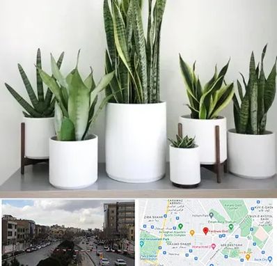 فروش گلدان در بلوار فردوسی مشهد 