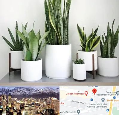 فروش گلدان در جردن 