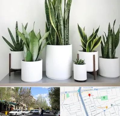 فروش گلدان در کوی فیروز تبریز