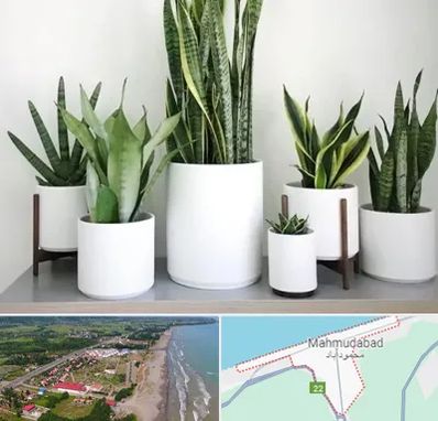فروش گلدان در محمودآباد