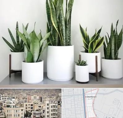 فروش گلدان در اسکندری