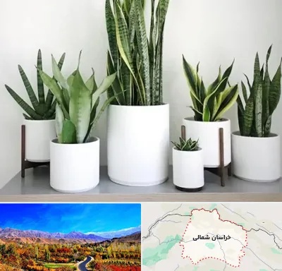 فروش گلدان در خراسان شمالی