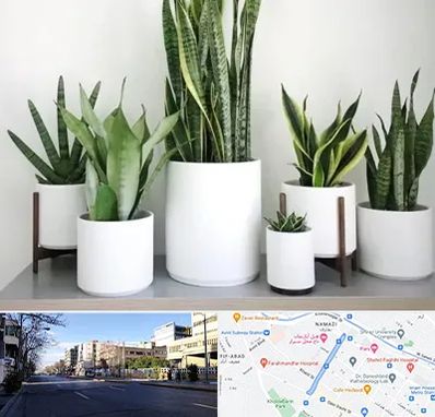 فروش گلدان در خیابان ملاصدرا شیراز 