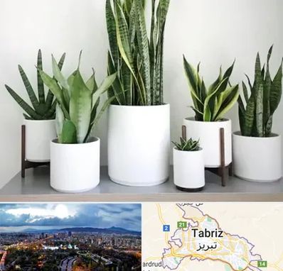 فروش گلدان در تبریز