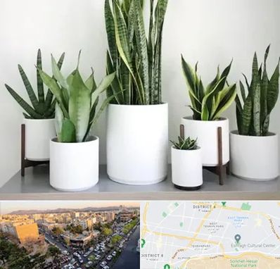 فروش گلدان در تهرانپارس 