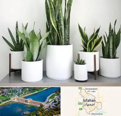 فروش گلدان در اصفهان