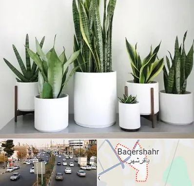 فروش گلدان در باقرشهر