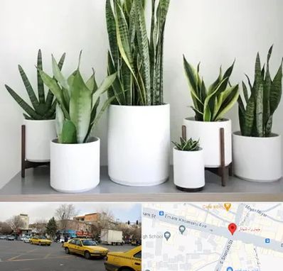 فروش گلدان در شهناز تبریز