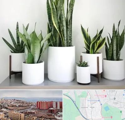 فروش گلدان در سهند تبریز