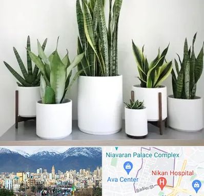 فروش گلدان در آجودانیه 