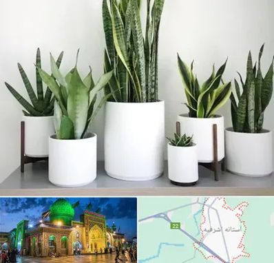 فروش گلدان در آستانه اشرفیه