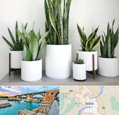 فروش گلدان در دزفول