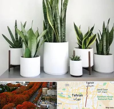 فروش گلدان در ولیعصر 