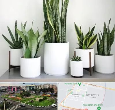 فروش گلدان در تهرانسر 