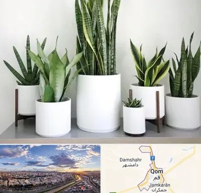 فروش گلدان در قم